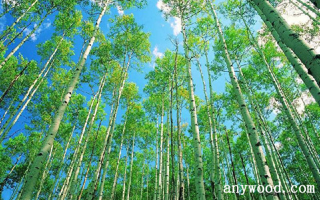 批木网 anywood.com
