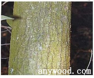 批木网 anywood.com