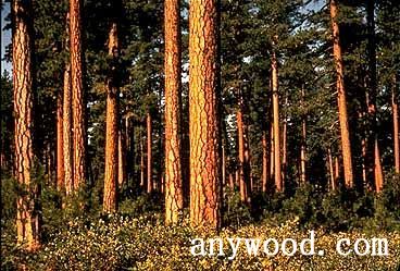 批木网 anywood.com