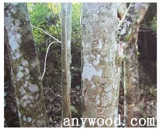 批木网 anywood.com