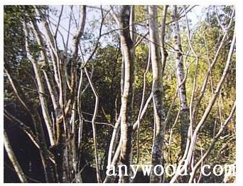 批木网 anywood.com