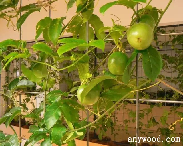 批木网 anywood.com