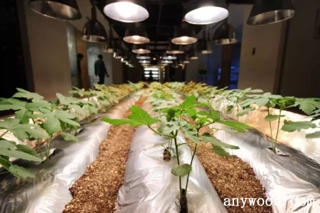 批木网 anywood.com