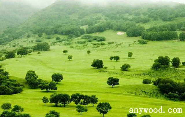 批木网 anywood.com