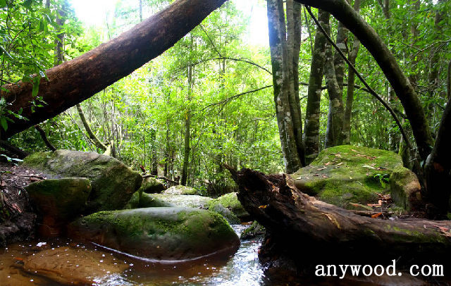 批木网 anywood.com