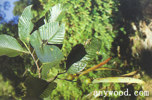 批木网 anywood.com