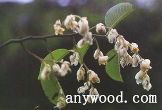 批木网 anywood.com