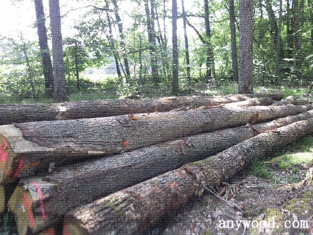 话木|中国传统木材:榉木【批木网】