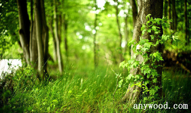 批木网 anywood.com