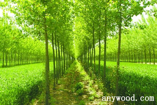 批木网 anywood.com