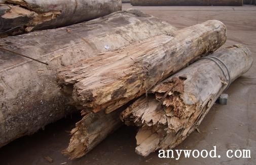 木材腐朽