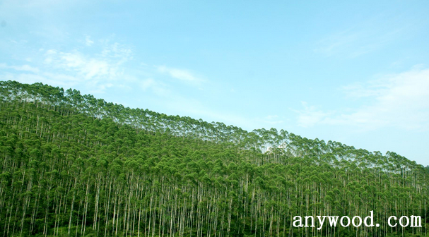 批木网 anywood.com