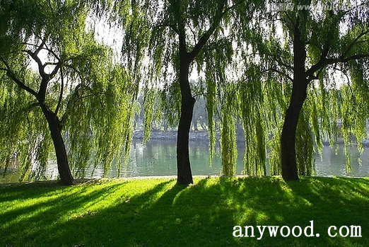 批木网 anywood.com