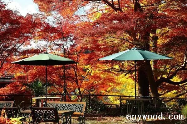 批木网 anywood.com