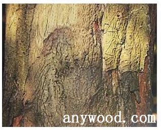 批木网 anywood.com