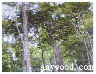 批木网 anywood.com