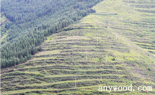 批木网 anywood.com
