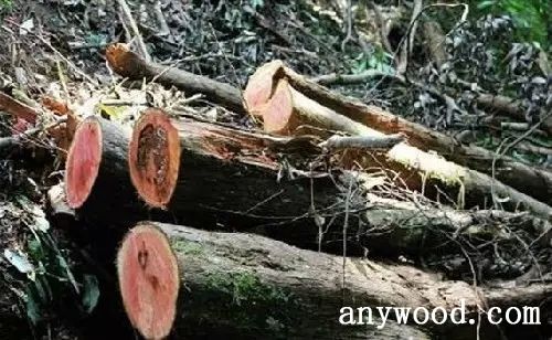批木网 anywood.com