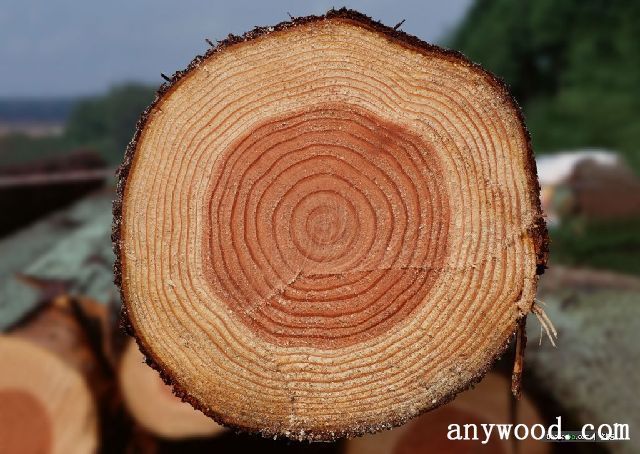 批木网 anywood.com