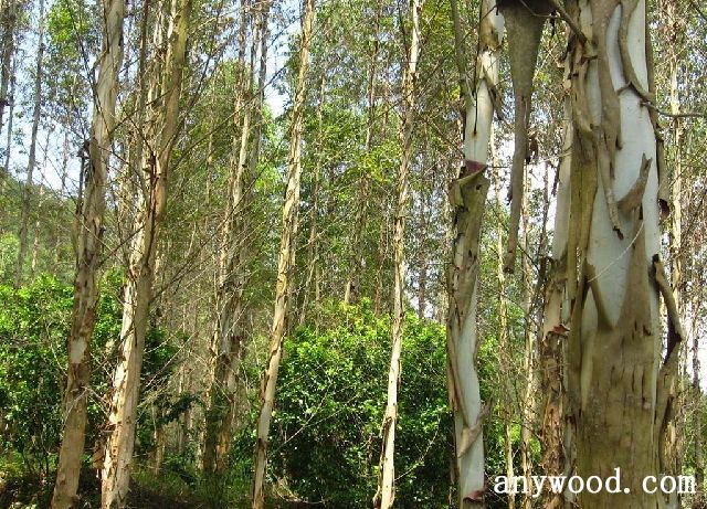批木网 anywood.com
