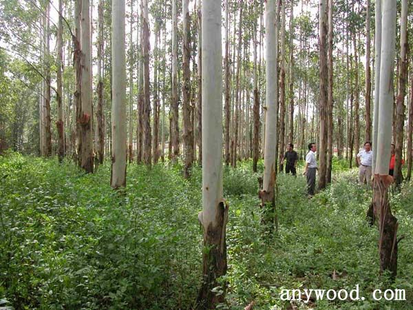批木网 anywood.com