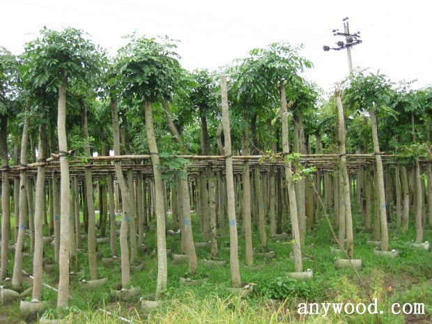 批木网 anywood.com