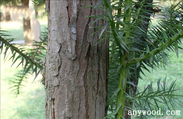 批木网 anywood.com