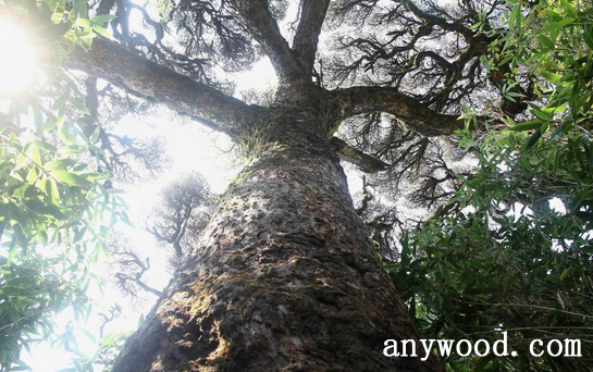 批木网 anywood.com