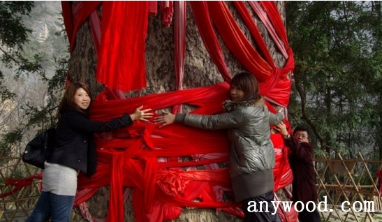 批木网 anywood.com