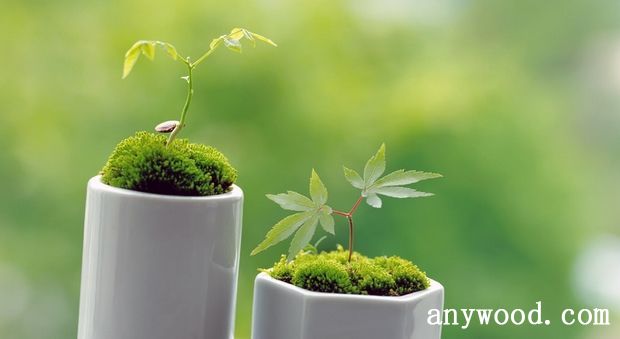 批木网 anywood.com