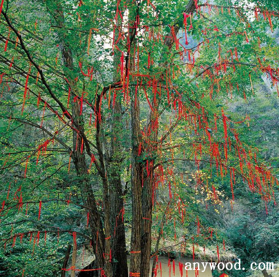 批木网 anywood.com