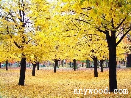 批木网 anywood.com