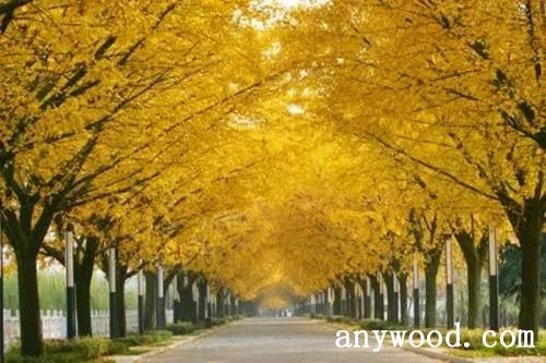 批木网 anywood.com