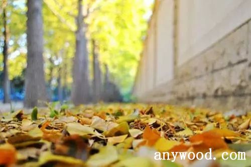 批木网 anywood.com