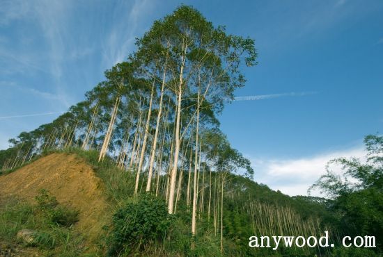 批木网 anywood.com