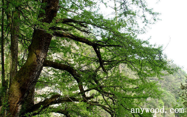 批木网 anywood.com