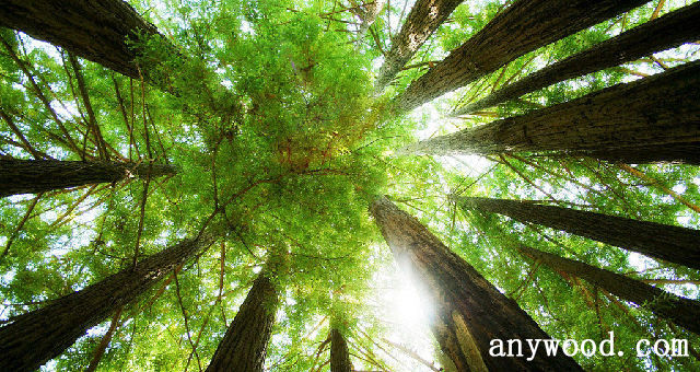批木网 anywood.com