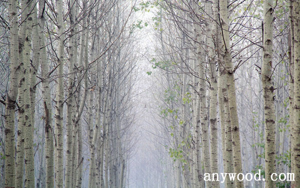 批木网 anywood.com
