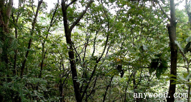 批木网 anywood.com
