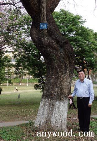 批木网 anywood.com