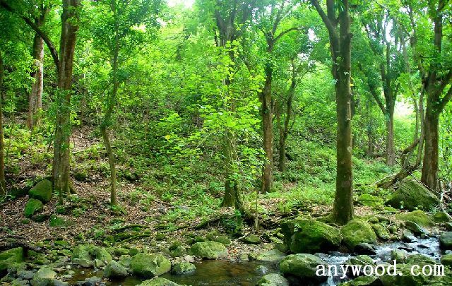 批木网 anywood.com