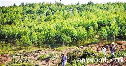 批木网 anywood.com