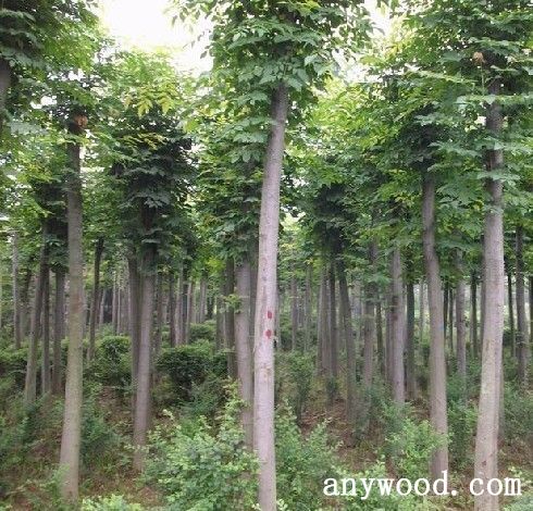 批木网 anywood.com