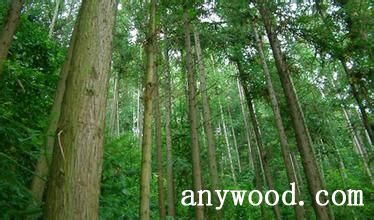 批木网 anywood.com