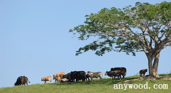 批木网 anywood.com