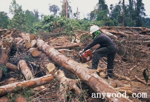 批木网 anywood.com