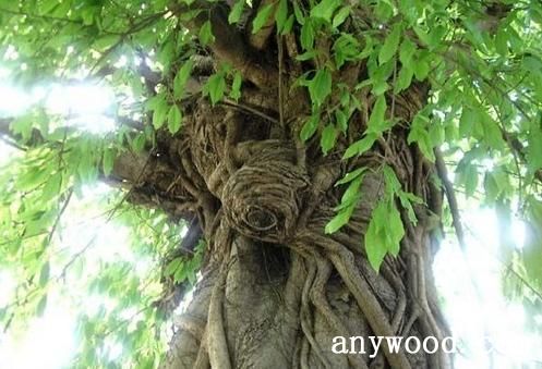 批木网 anywood.com
