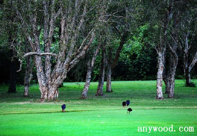 批木网 anywood.com