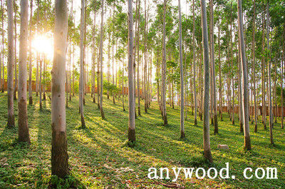 批木网 anywood.com