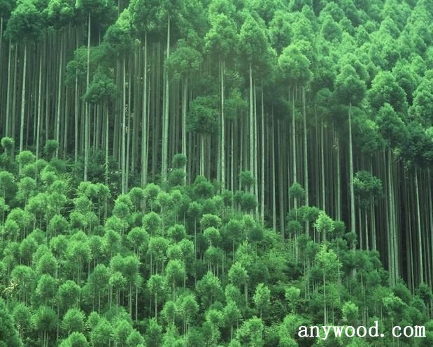 批木网 anywood.com